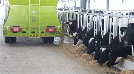 新西蘭進口荷斯坦奶牛